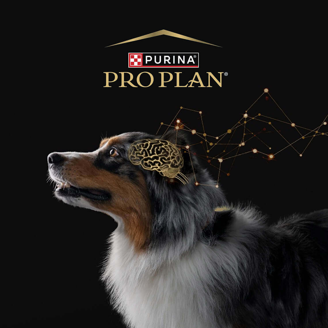 Köpek Bilişsel Değerlendirme Ölçeği