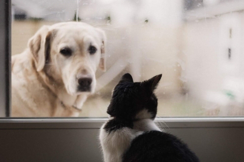 Üriner Sistem Sağlığı