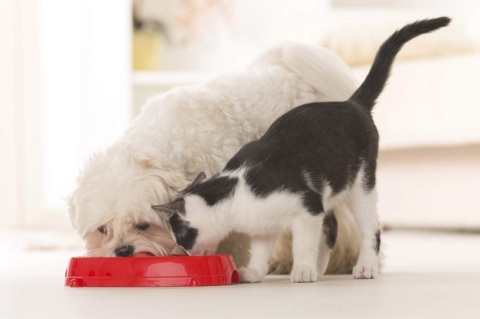 Beslenmede Temel Prensipler