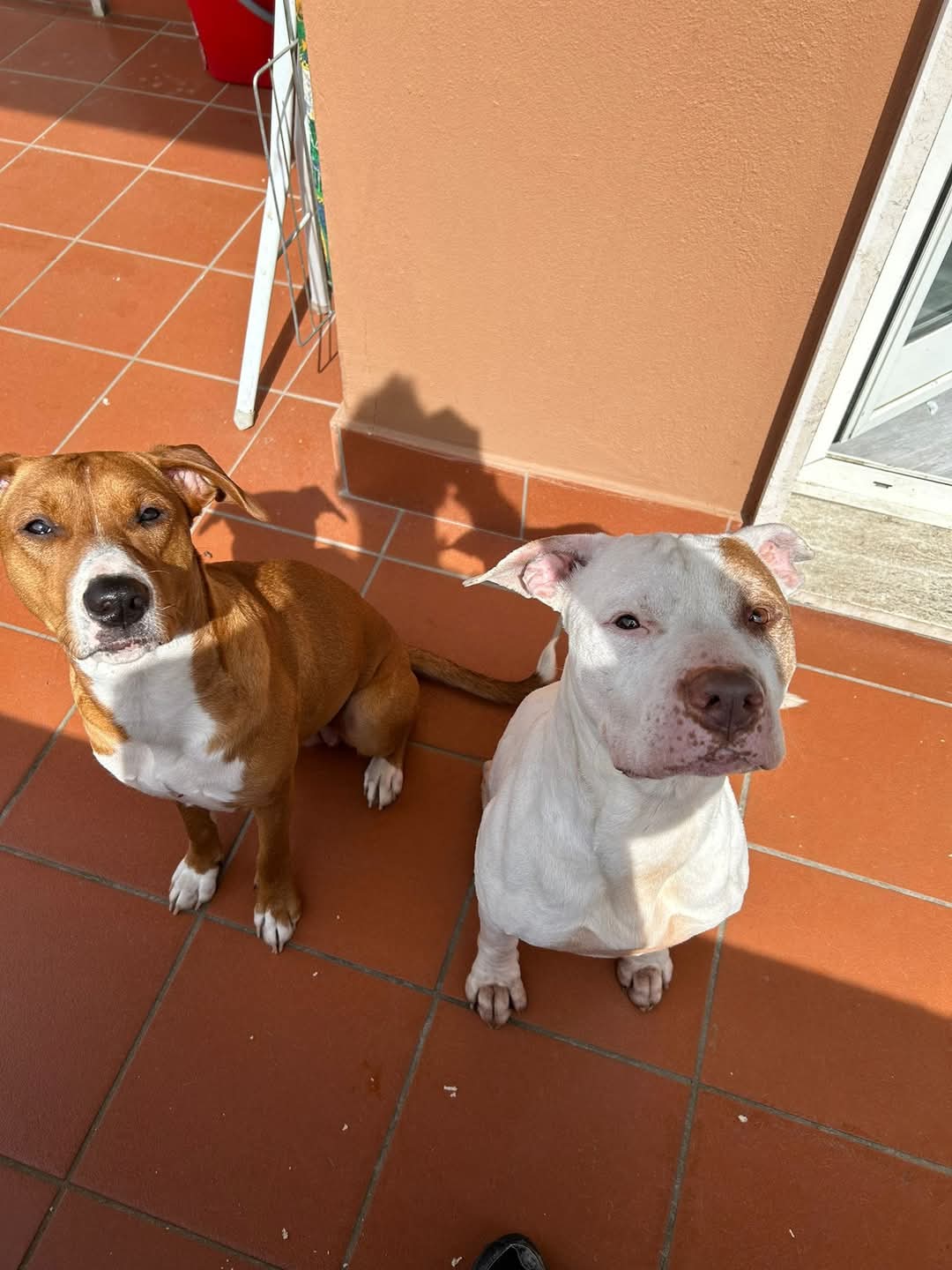 iki köpek