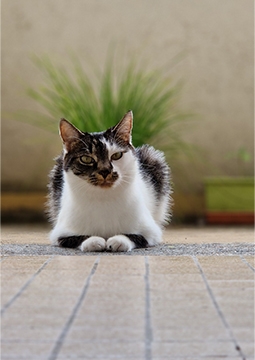 kedi yatıyor