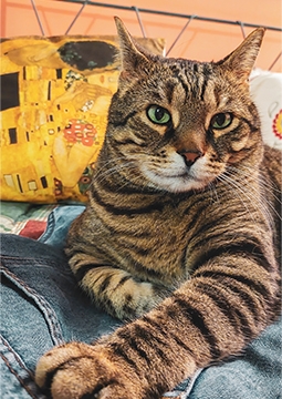 kedi yatıyor