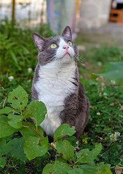 dışarıda bitkilerle kedi