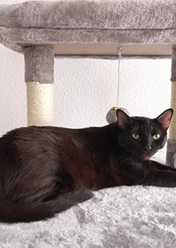 kedi yatıyor
