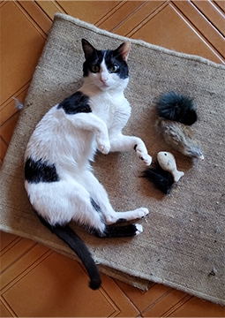 Oyuncaklarla yatan kedi
