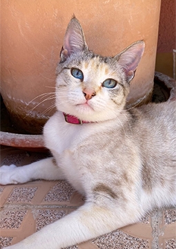 kedi yatıyor