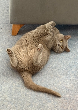 kedi yatıyor