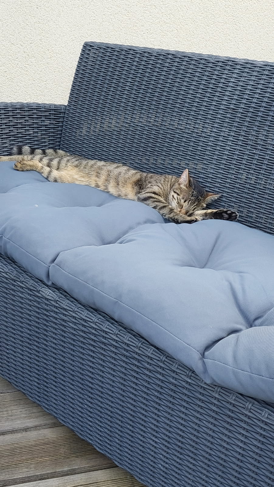 kedi kanepede uyuyor