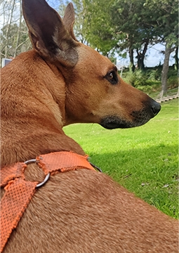 Parkta Köpek