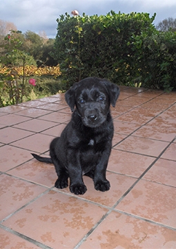 Dışarıda oturan köpek