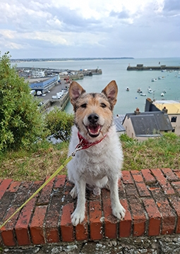 Dışarıda oturan köpek