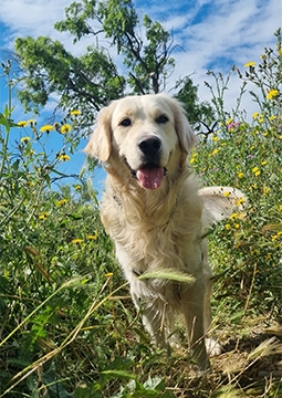 Dışarıda bitkilerle köpek