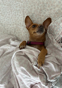 Battaniyeli köpek