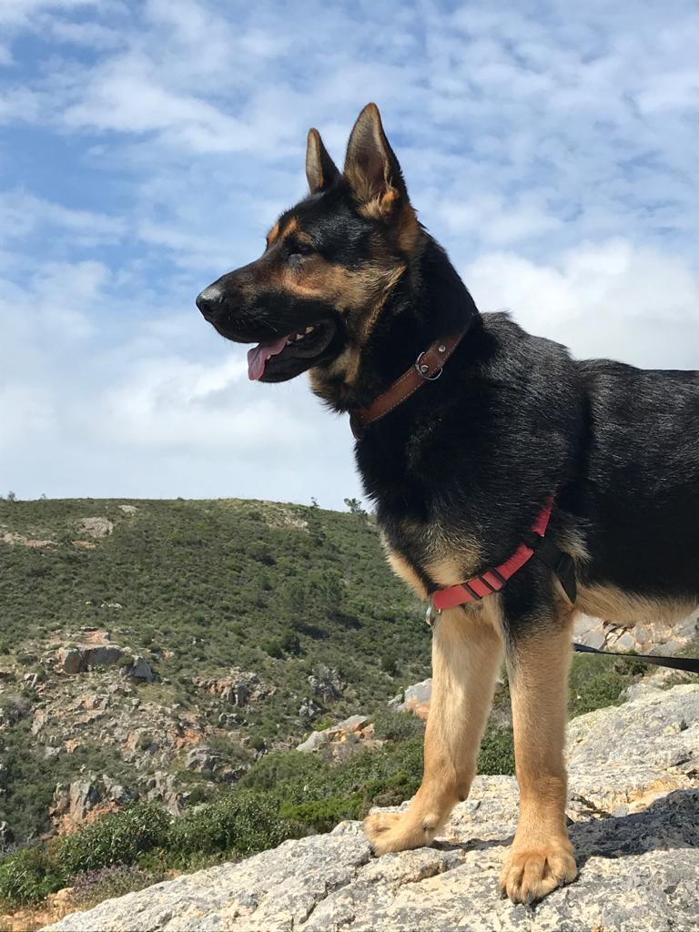 Doğada köpek