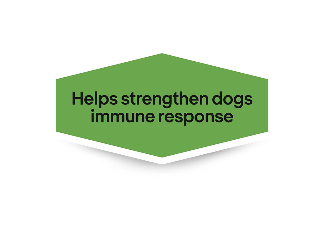 Köpeklerin bağışıklık yanıtını güçlendirmeye yardımcı olur