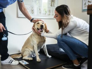 Kilo Kaybı İçin Tasarlanmış Yüksek Proteinli, Yüksek Lifli Bir Diyet Köpeklerde Doygunluğu Arttırır. header image