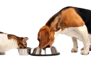 Köpeklerin Omega-3 Yağ Asidi Diyet Besinine Yanıtı header image