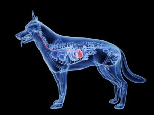 Mayalanabilir Diyet Lifi, Sağlıklı Köpeklerde Yüksek İntestinal Glikoz Taşıma Kapasitesine Rağmen GLP-1 Salgısını arttırır ve Glikoz Homeostazlsini İyileştirir header image