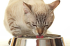Hydration support and encouraging voluntary fluid intake in cats