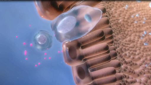 PPVD FortiFlora Videoları